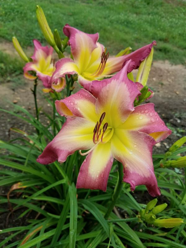 White Eye Pink Dragon